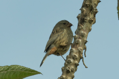Catamenia