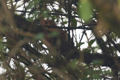 Grallaria saturata