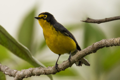 Myioborus melanocephalus