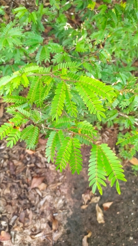 Calliandra surinamensis