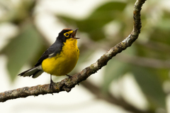 Myioborus melanocephalus
