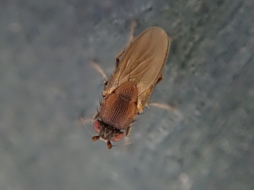 Coproica ferruginata (Stenhammar, 1854)