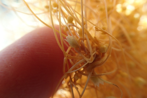 Image of Cuscuta psorothamnensis by (c) Millie Basden, some rights reserved (CC BY)