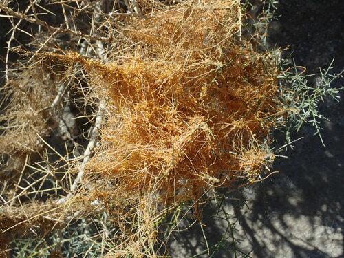 Image of Cuscuta psorothamnensis by (c) Millie Basden, some rights reserved (CC BY)