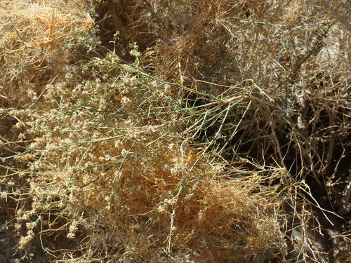 Image of Cuscuta psorothamnensis by (c) Millie Basden, some rights reserved (CC BY)