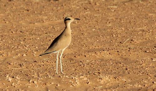 Cream-coloured Courser
