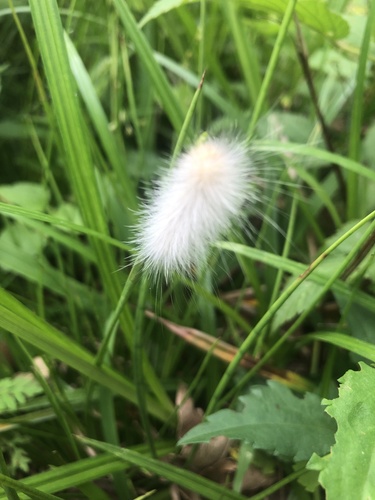 Virginian tiger moth