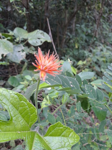 Image of Gurania makoyana by (c) keesgroenendijk, some rights reserved (CC BY)