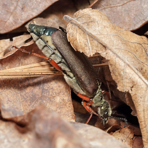 Brassy Blister Beetle photo 6