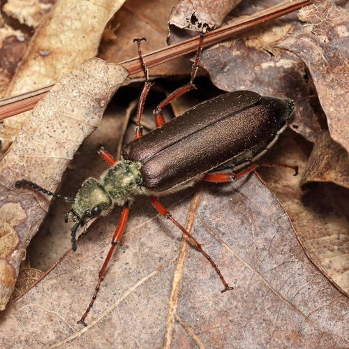 Brassy Blister Beetle photo 4
