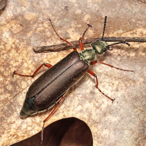Brassy Blister Beetle photo 3