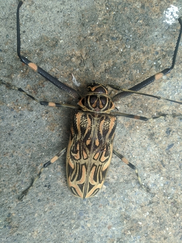 Harlequin Beetle