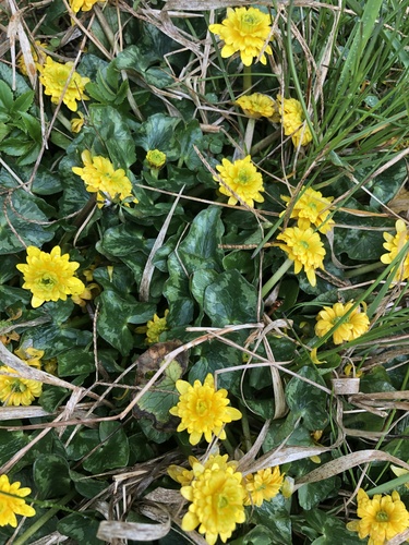 lesser celandine