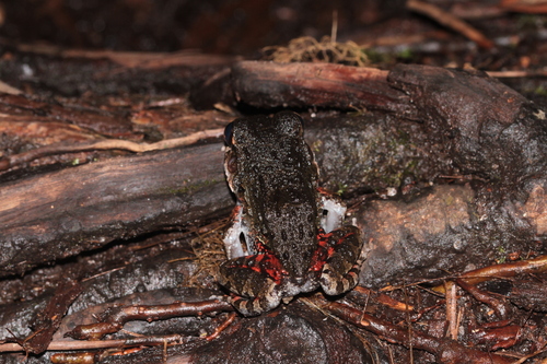 Myers' Thin-toed Frog, Leptodactylus myersi