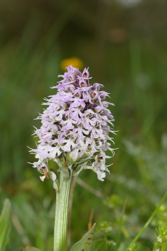 Neotinea conica
