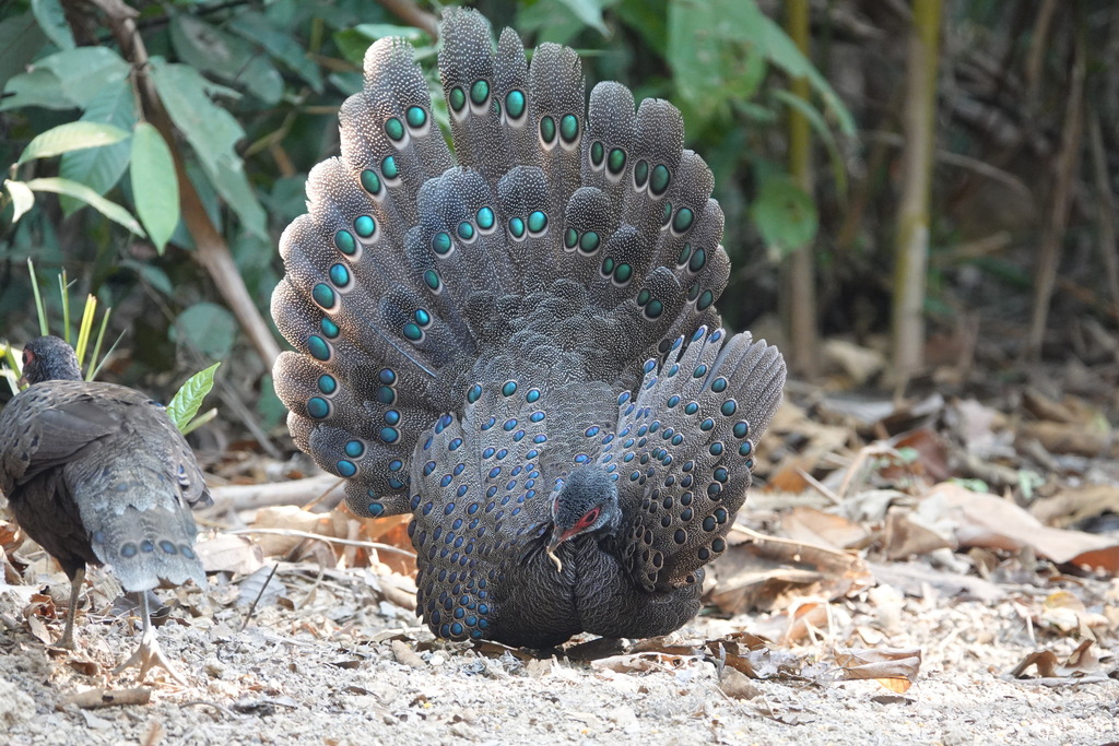Germain's Peacock-Pheasant (Polyplectron germaini) photo