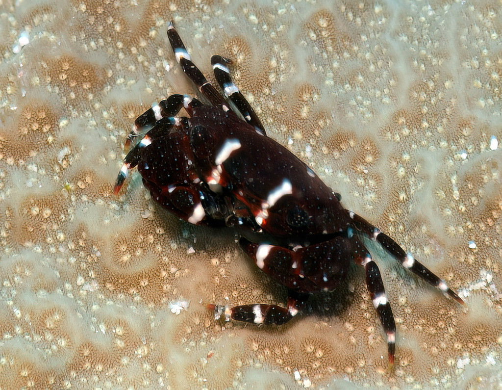 Broad-fronted Crab