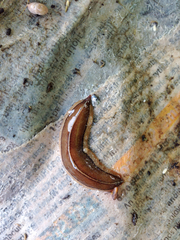Newzealandia