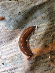 Newzealandia