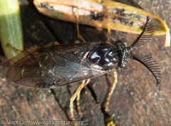 Diprioninae