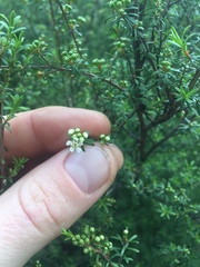Kunzea tenuicaulis