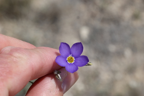 Image of Giliastrum acerosum by no rights reserved