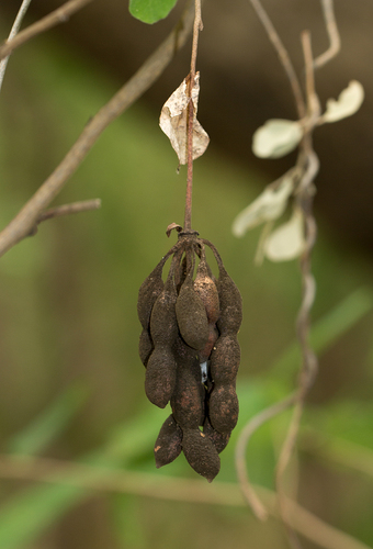 Monanthotaxis obovata image