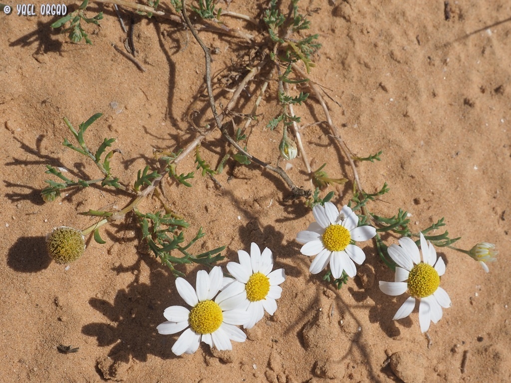 Anthemis eliezrae