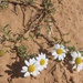 Anthemis eliezrae - Photo (c) Yael Orgad, some rights reserved (CC BY-NC), uploaded by Yael Orgad