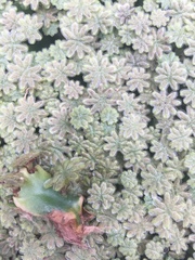 Marchantia