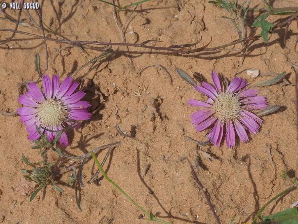 Atractylis prolifera