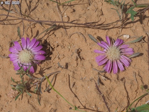 Atractylis prolifera