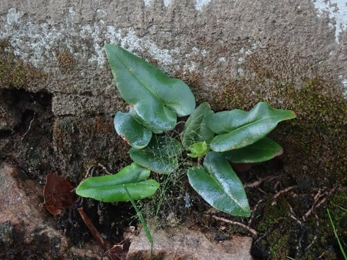 Image of Mickelopteris cordata by (c) Daniel Cahen, some rights reserved (CC BY)