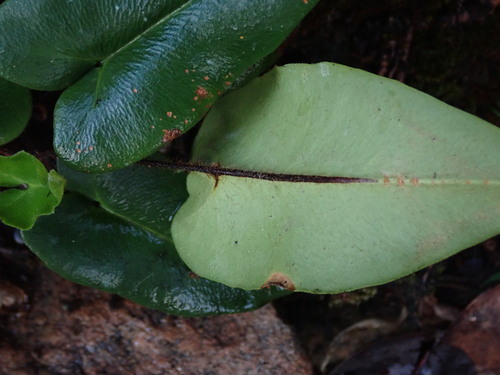 Image of Mickelopteris cordata by (c) Daniel Cahen, some rights reserved (CC BY)