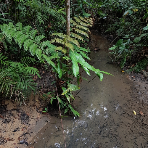Image of Cyrtosperma merkusii by (c) pbsg, some rights reserved (CC BY)