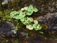 Lysimachia japonica
