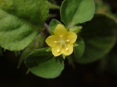 Lysimachia japonica