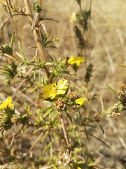 Calycadenia truncata