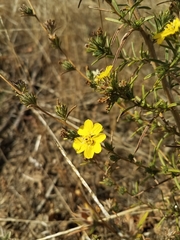 Calycadenia truncata