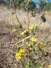 Calycadenia truncata