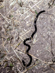 Indotyphlops braminus