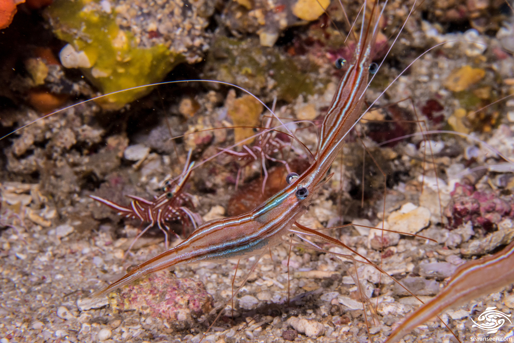 Photo of Narwhal shrimp (Plesionika narval)