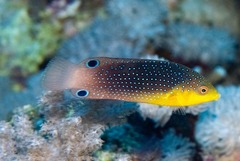Yellowbreasted Wrasse photo 5