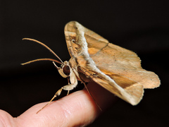 Hemeroblemma opigena