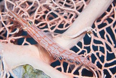 Oxycirrhites typus