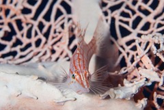 Oxycirrhites typus