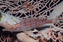 Oxycirrhites typus