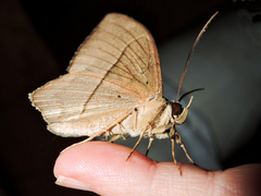 Hemeroblemma opigena