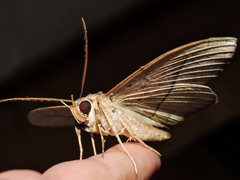 Hemeroblemma opigena