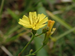 Ixeridium laevigatum